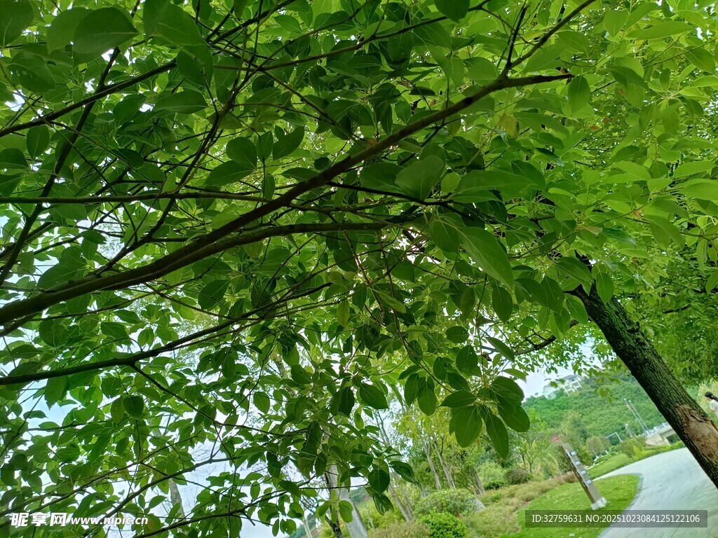 林间绿荫小道 