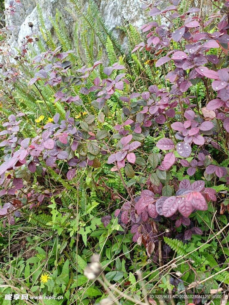 紫色植物生长于草丛中