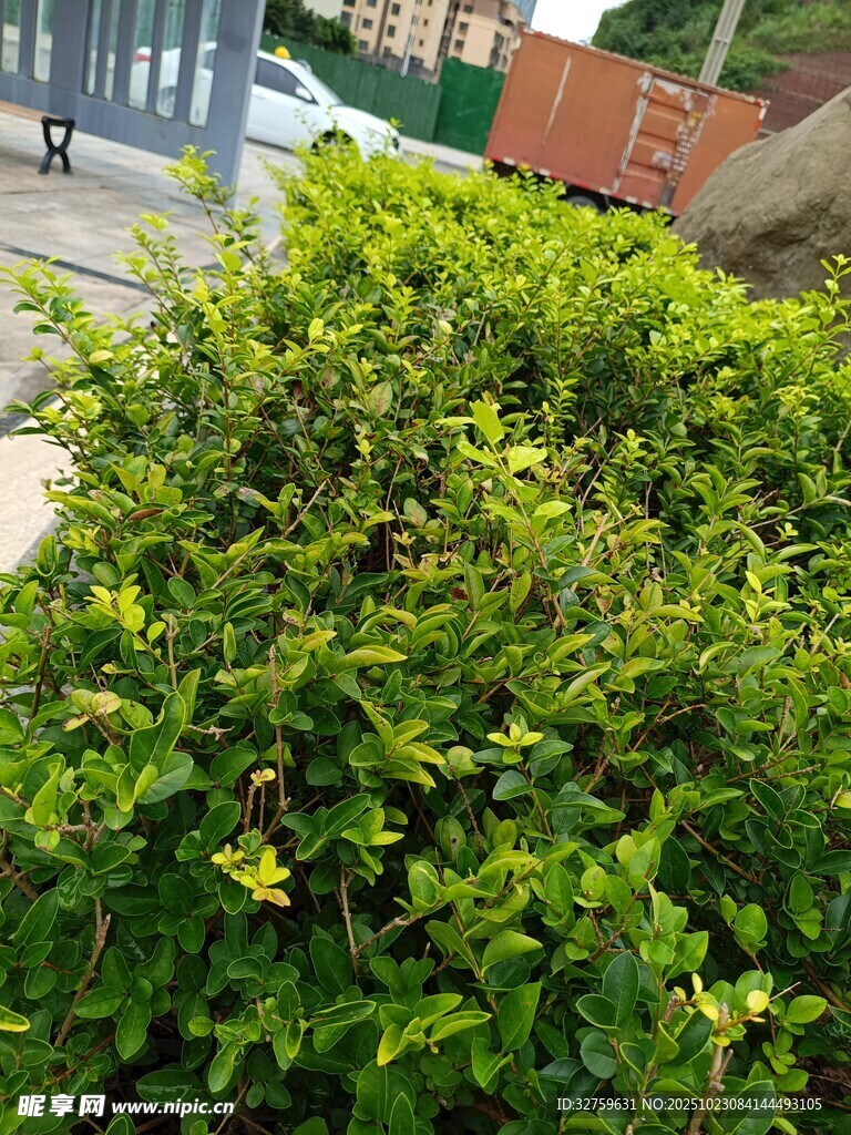 绿叶繁茂的灌木丛
