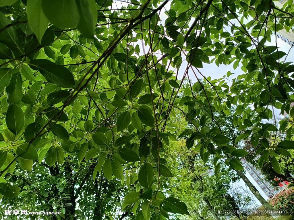 繁茂绿叶下的清新景致