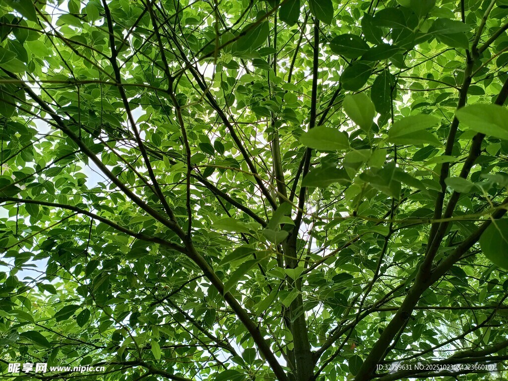 仰视繁茂绿树