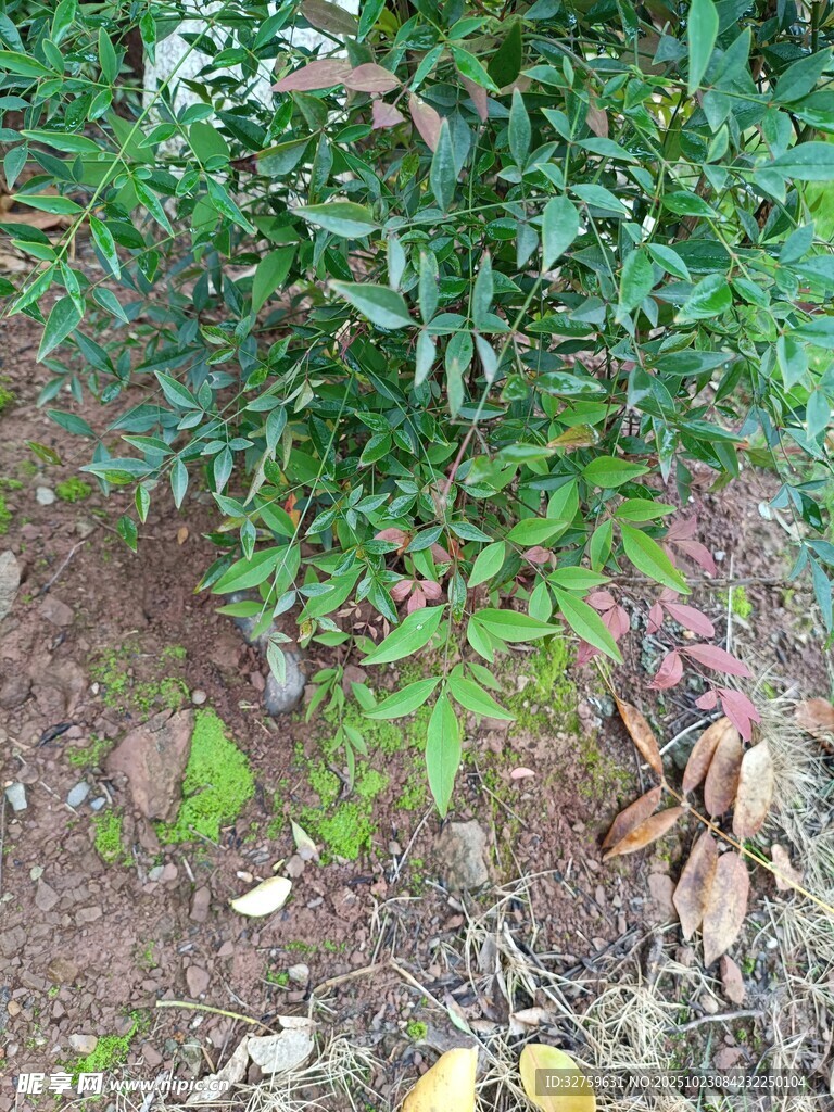 地面上的绿植与散落果实