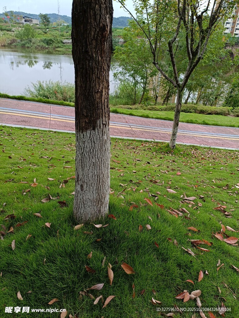 公园草地旁的树木与湖景