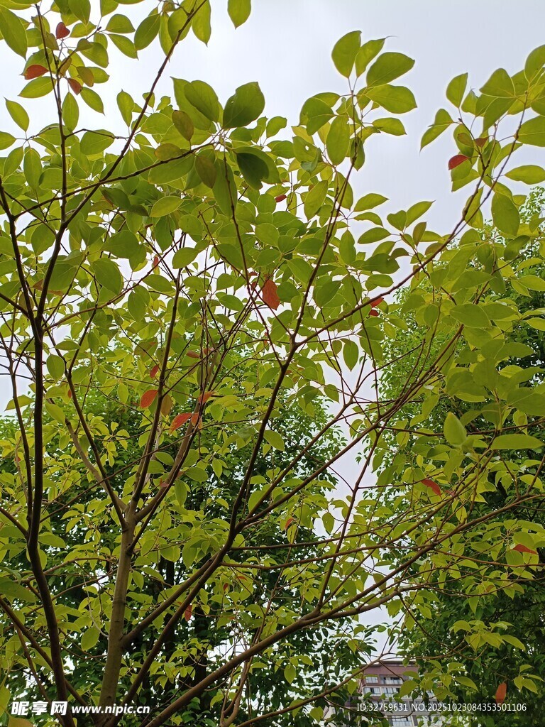 绿叶繁茂的树木景致