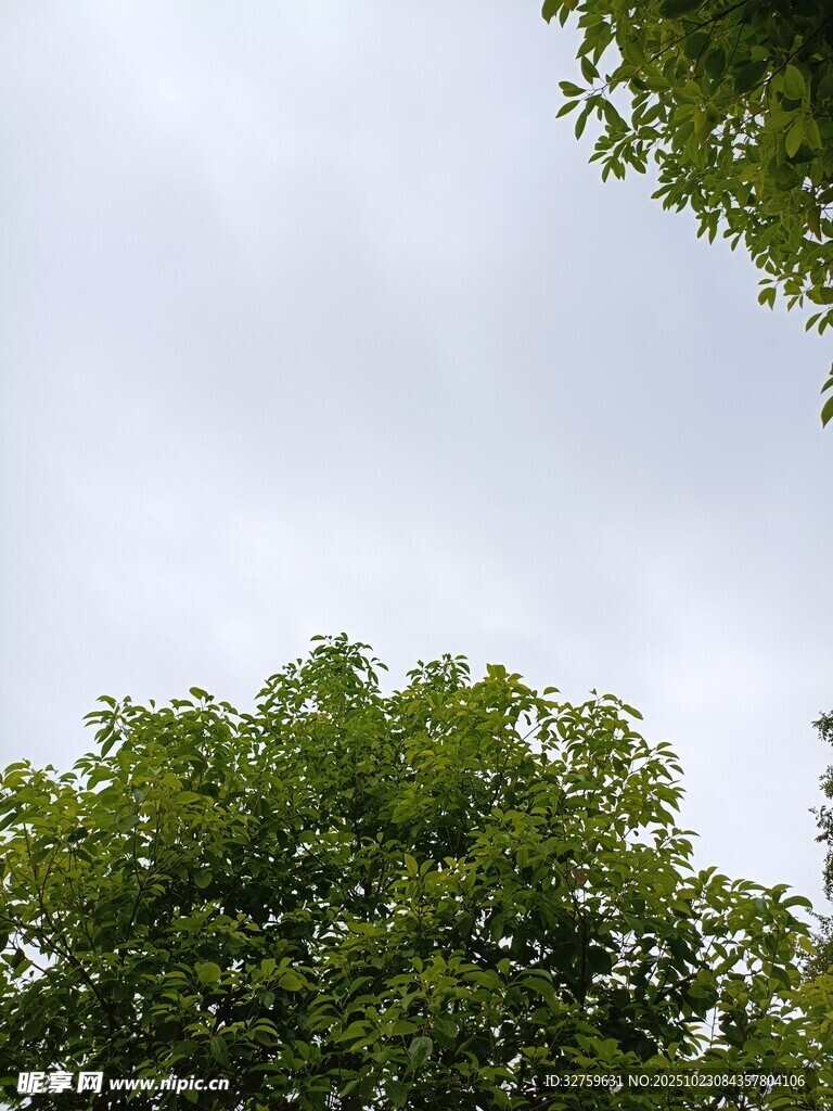 绿树映衬下的天空