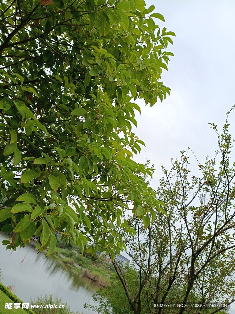 绿叶繁茂的自然景致
