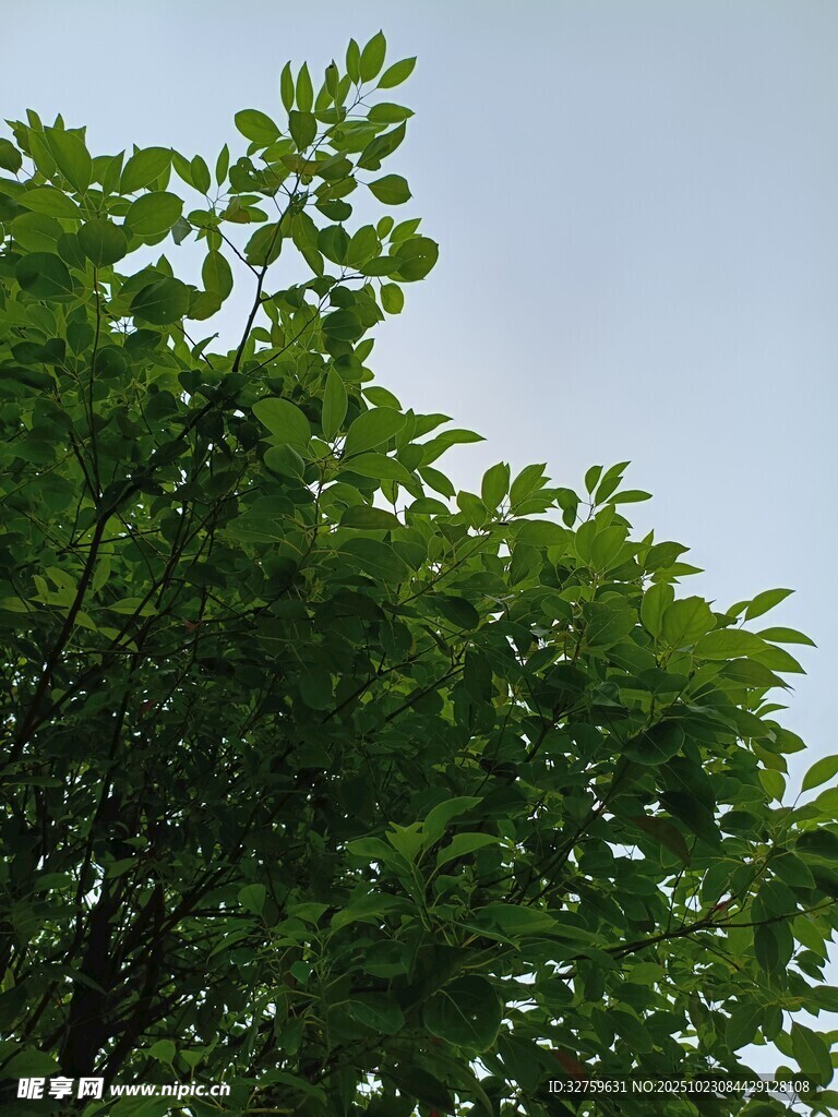 绿叶映蓝天的清新景致