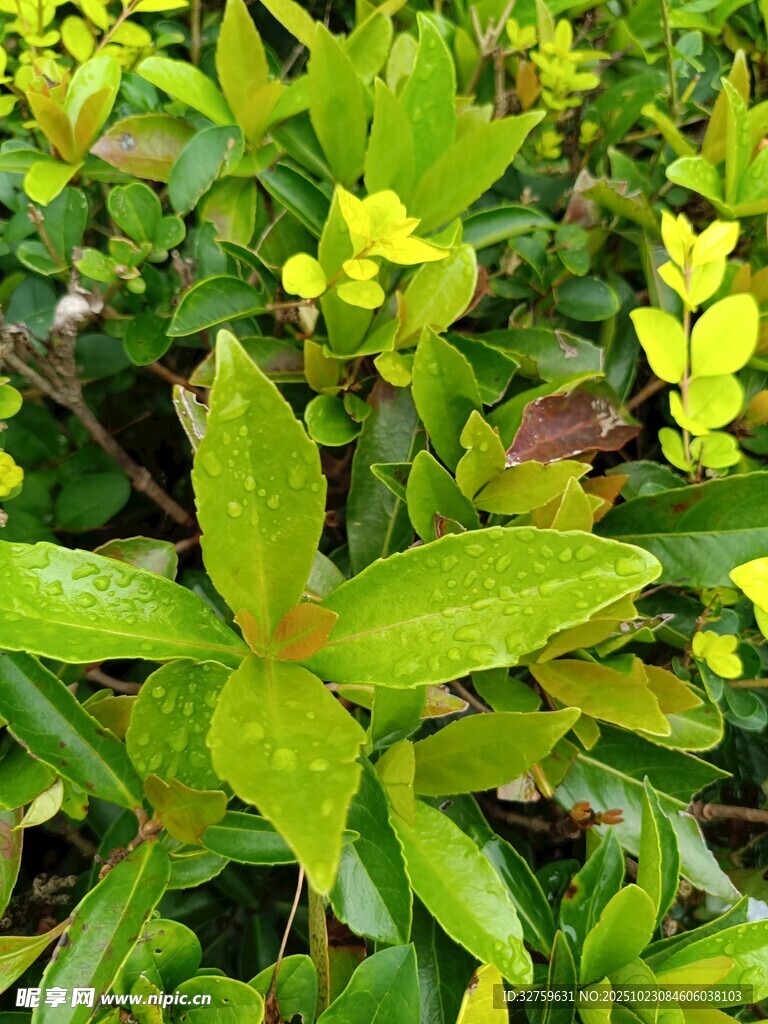 翠绿欲滴的鲜嫩植物叶片