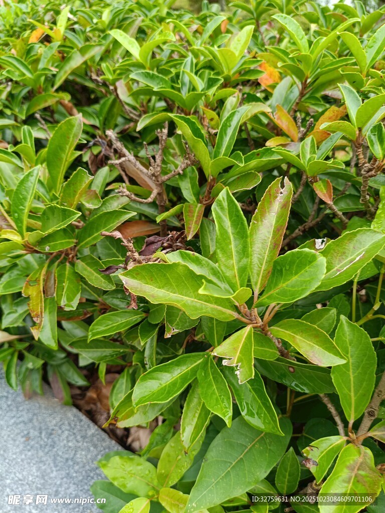 绿叶繁茂的植物景观