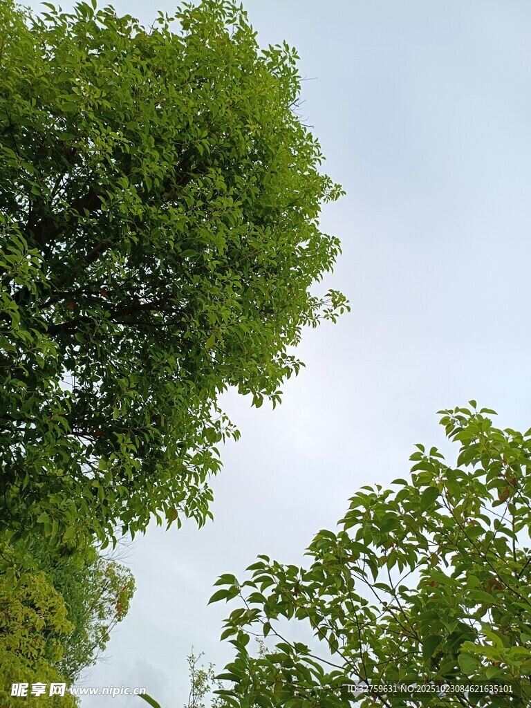 翠绿树木映衬蓝天