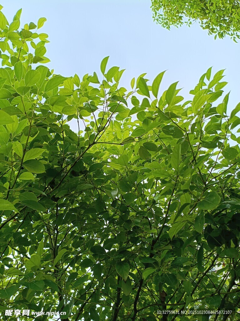 翠绿树叶映衬蓝天