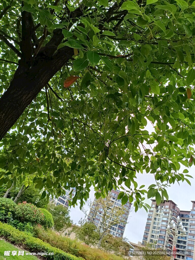 绿叶掩映下的城市景观