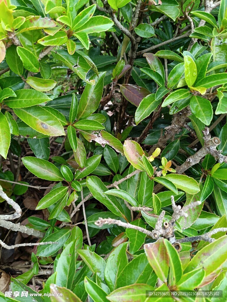 绿叶丛中的黄色小花