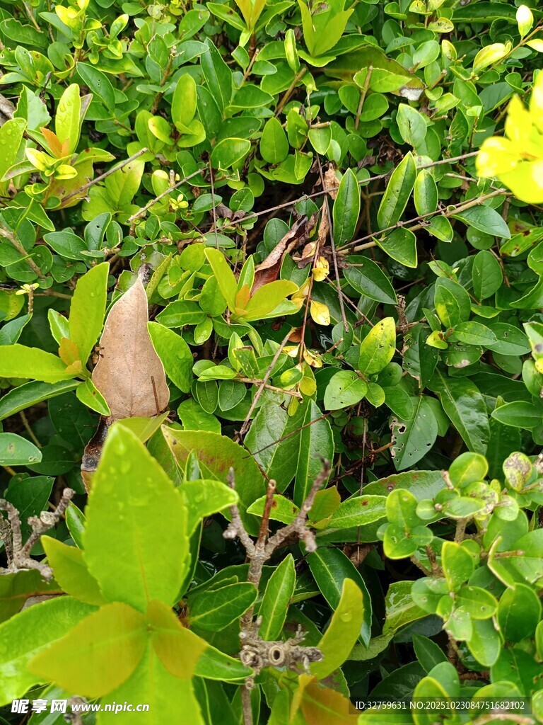 翠绿繁茂的多彩植物景观