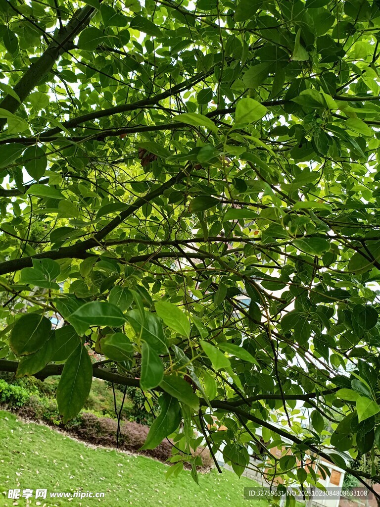 繁茂绿叶下的清新景致