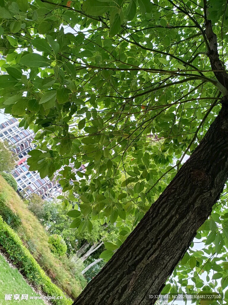 仰视视角下的繁茂绿树