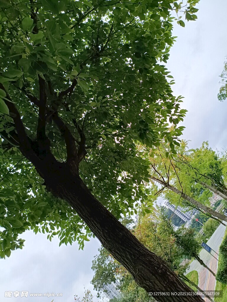 仰视葱郁大树与周边景致