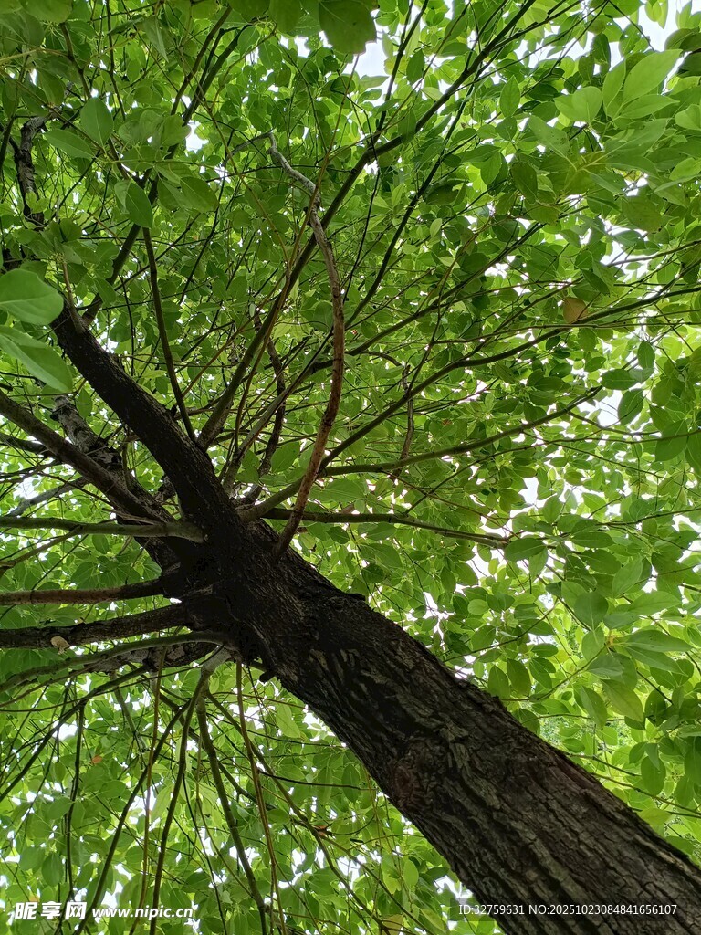 仰视葱郁大树
