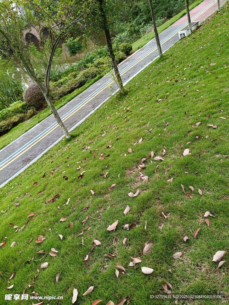 路边草地与落叶景观
