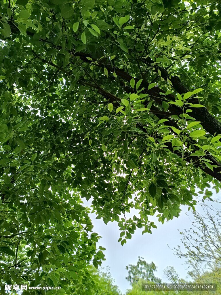 仰视翠绿繁茂的树冠