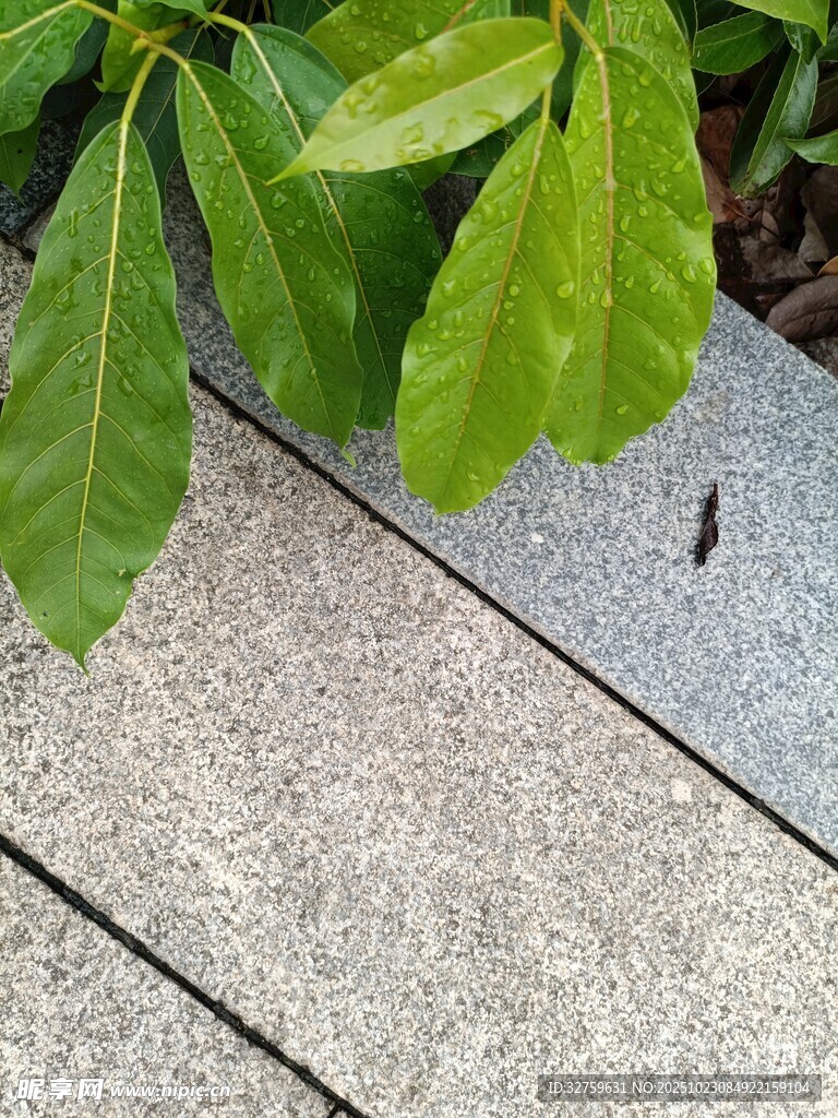 石板旁的翠绿植物
