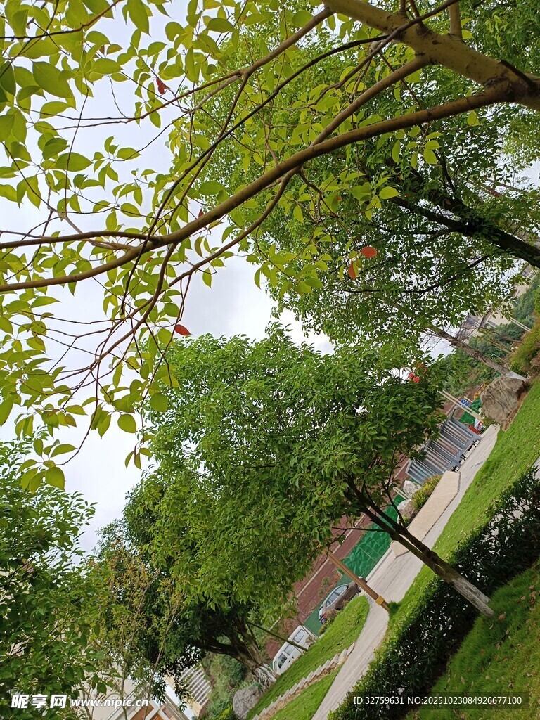 夏日绿荫下的清新景致