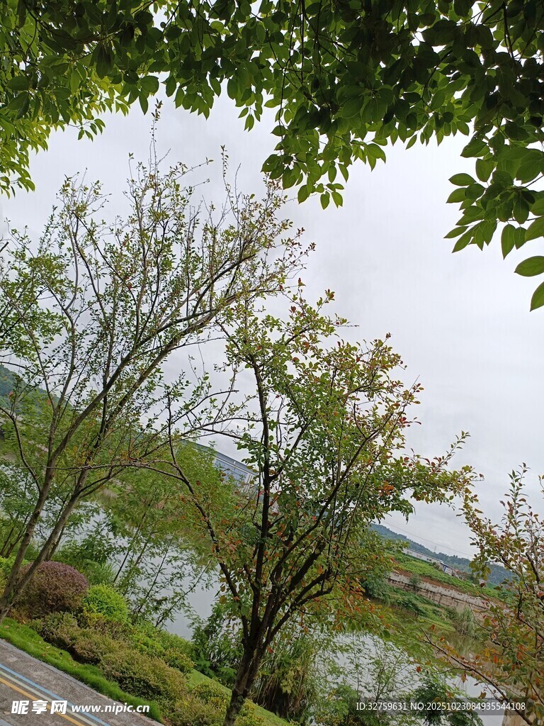 湖畔绿树成荫的自然景致