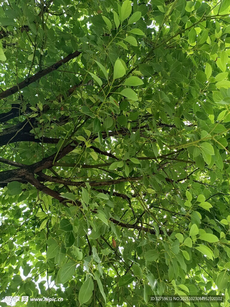 仰视繁茂绿叶树冠