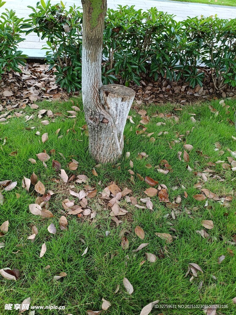 树下落叶铺于翠绿草地