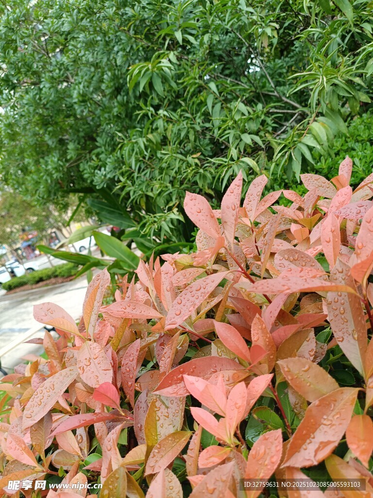 红叶植物特写