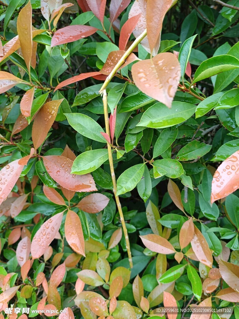 多彩叶片的植物景观