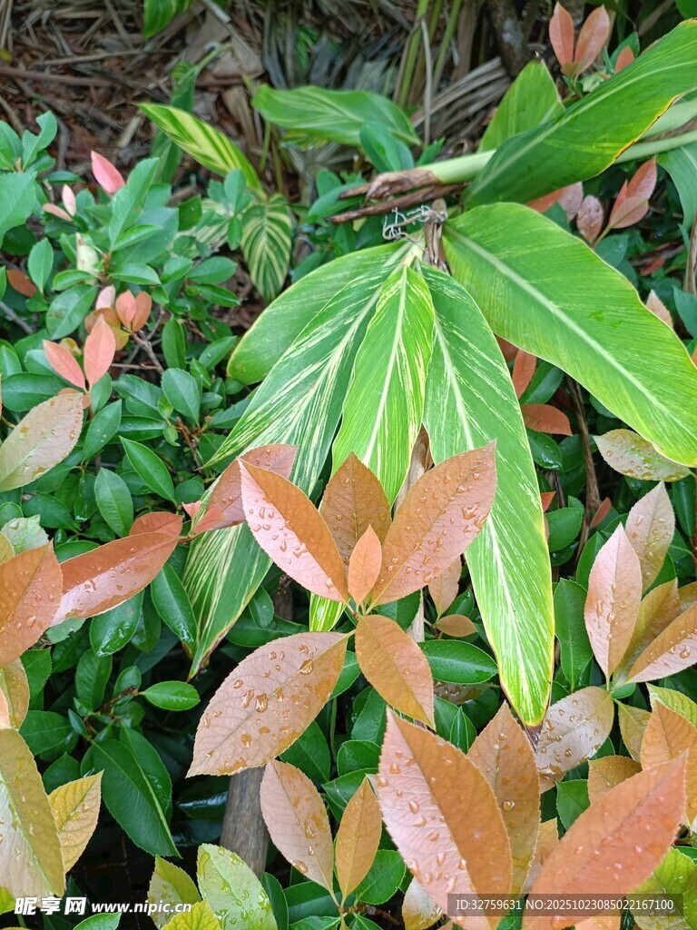 多彩叶片植物景观