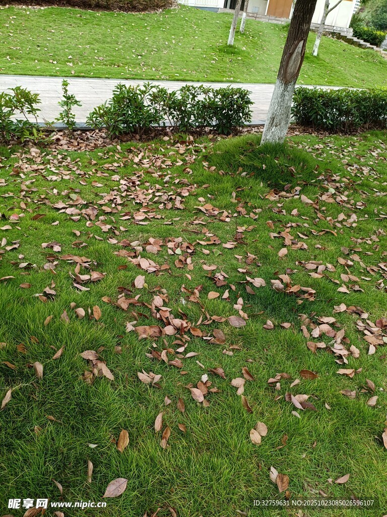 草坪上散落的枯黄树叶
