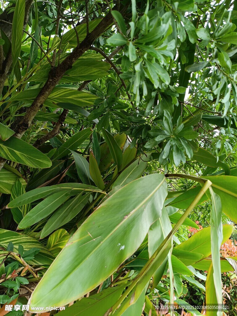 繁茂热带植物景观