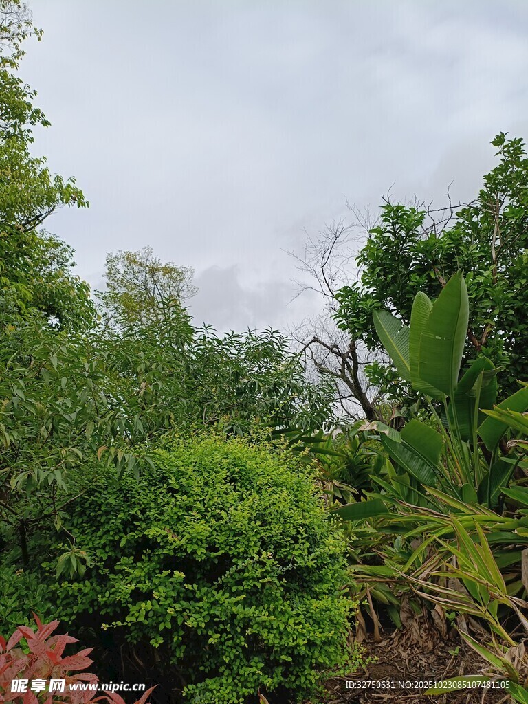 绿意盎然的户外植物景观