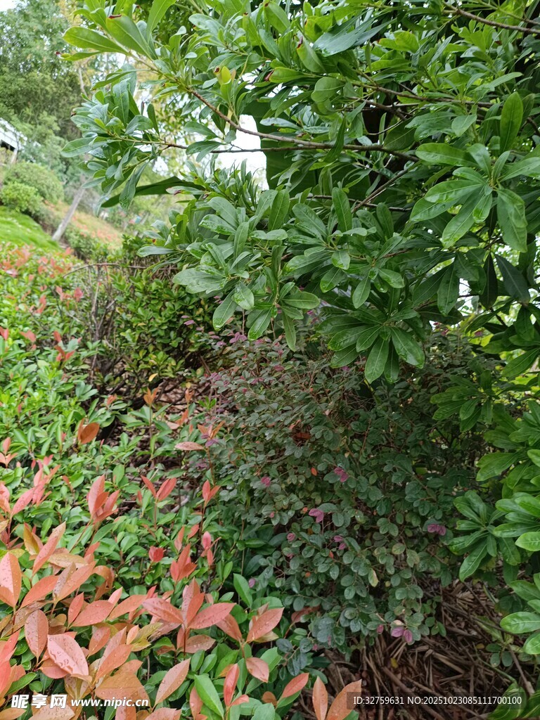 林间落叶与繁茂绿植景象