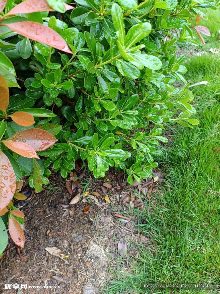 绿叶与红叶交织的植物景观