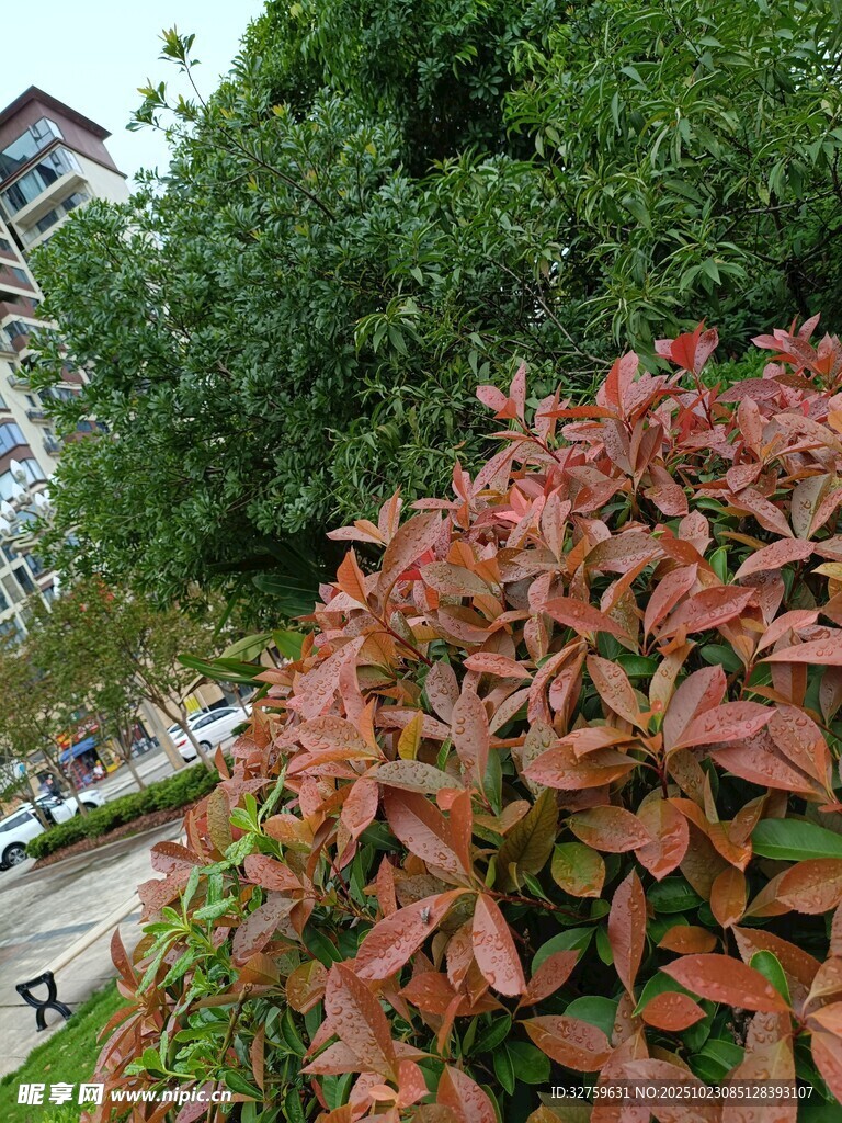 红叶灌木景观
