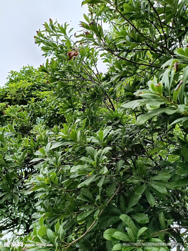 繁茂绿叶的生机景象