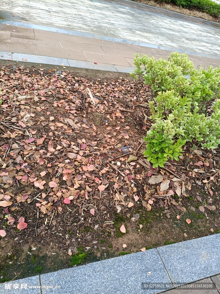 路边绿植与落叶景观