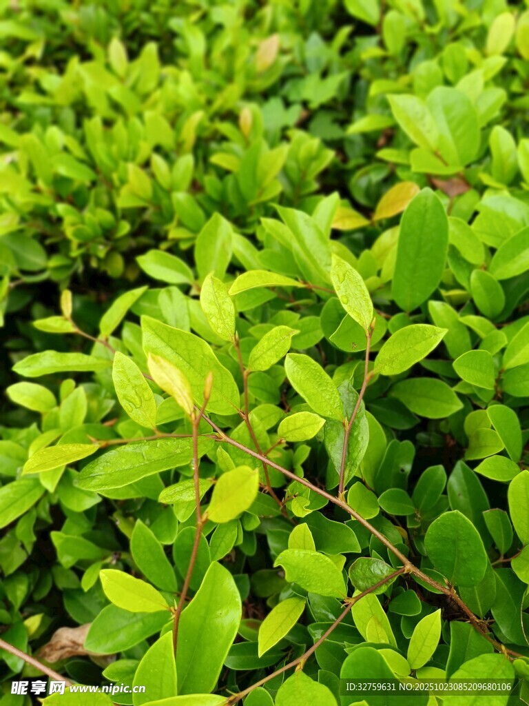 翠绿繁茂的清新植物叶片