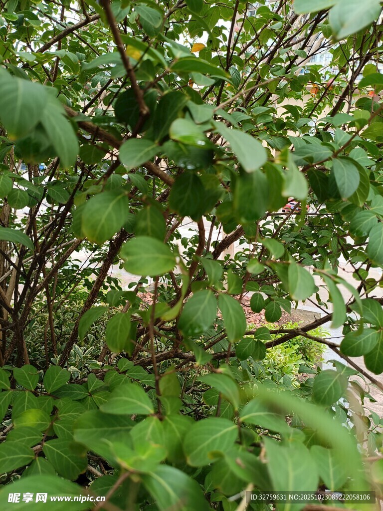 繁茂绿植 