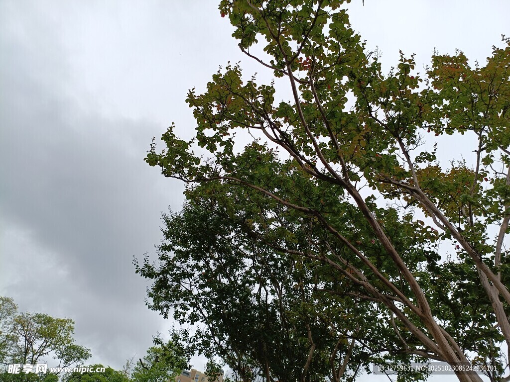 天空下的葱郁树木