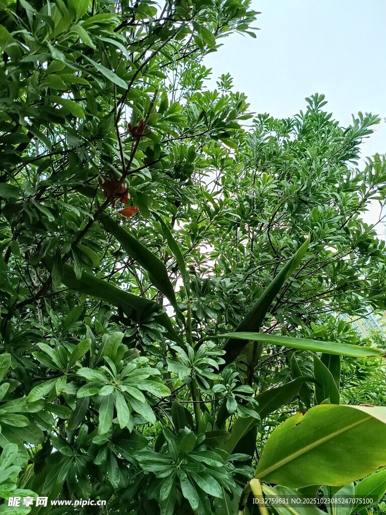 繁茂绿树 