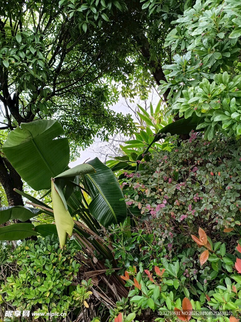 繁茂绿植景观