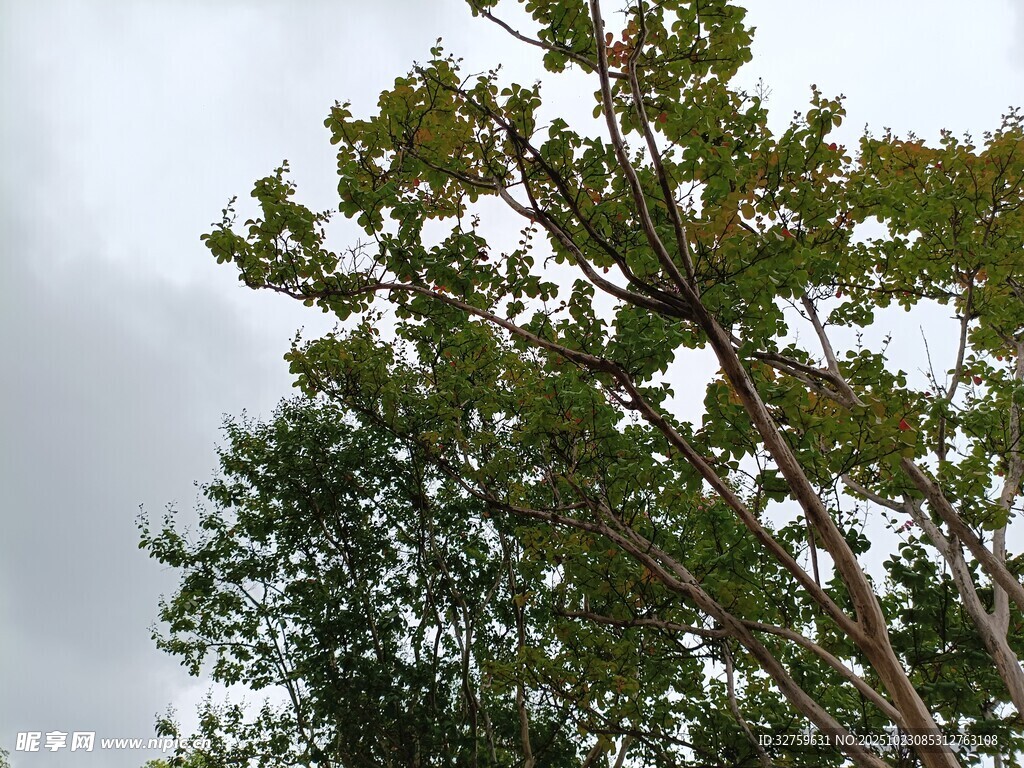 仰视绿树与阴沉天空