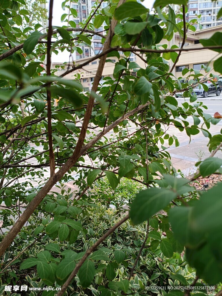 绿叶繁茂的树枝景象