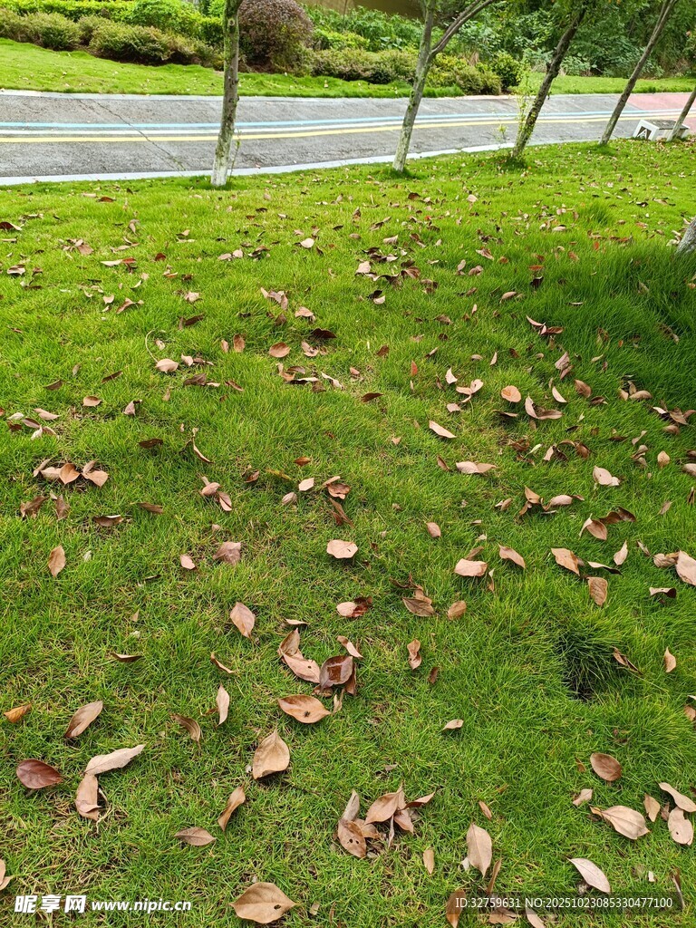 草地落叶景象