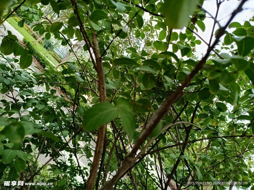 繁茂绿植中的红褐枝干