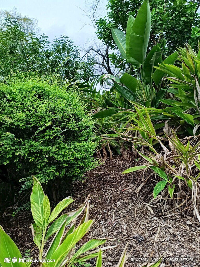 繁茂绿植景观